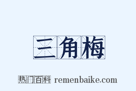 三角梅是什么意思的图片